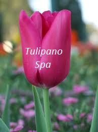 Tulipano Spa